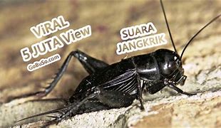 Suara Jangkrik Mp3 Download